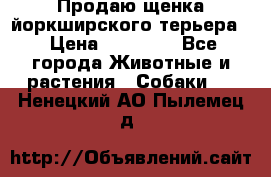 Продаю щенка йоркширского терьера  › Цена ­ 20 000 - Все города Животные и растения » Собаки   . Ненецкий АО,Пылемец д.